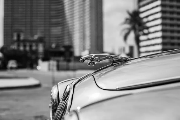 Casino Loyal Bet Application Android/iOS